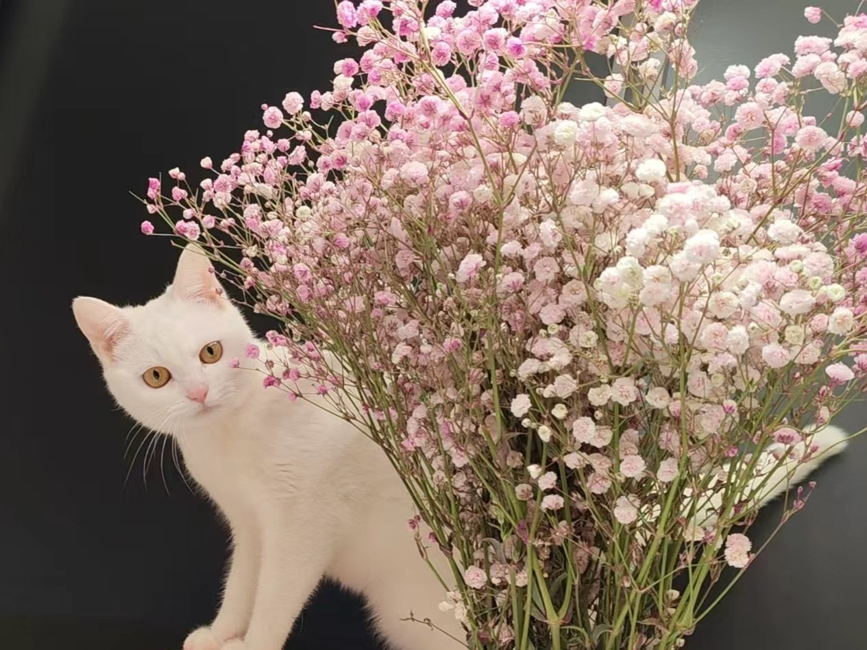 陈雨茗-猫.jpg